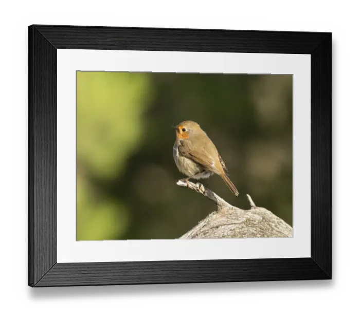 Framed Print : Close-Up Of Robin (Erithacus rubecula), standing on a branch of tree. Spain, Europe Framed Print : Close-Up Of Robin (Erithacus rubecula), standing on a branch of tree. Spain, Europe