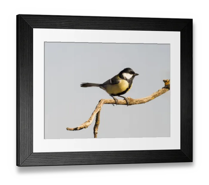 Framed Print : Coal Tit (Periparus ater), adult, standing on a branch of tree. Spain, Europe Framed Print : Coal Tit (Periparus ater), adult, standing on a branch of tree. Spain, Europe