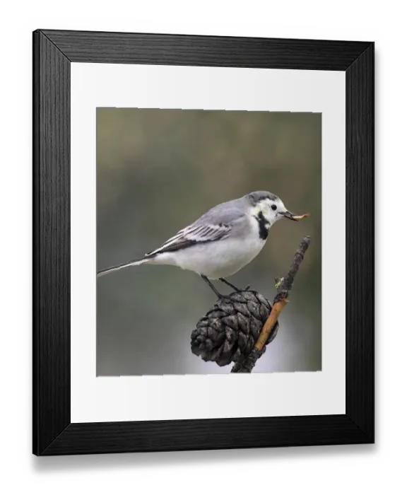 Framed Print : White wagtail (Motacilla alba), standing on a branch of tree, with a worm in the beak. Spain, Europe Framed Print : White wagtail (Motacilla alba), standing on a branch of tree, with a worm in the beak. Spain, Europe