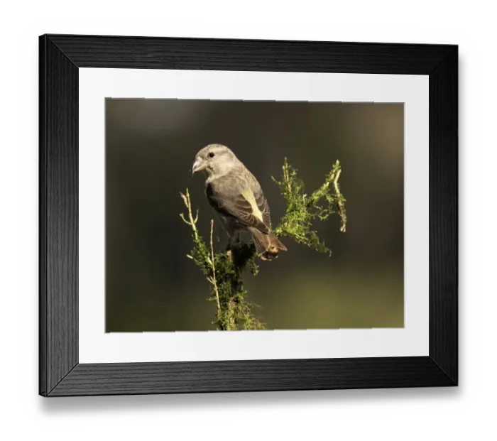 Framed Print : Red Crossbill (Loxia curvirostra) adult famale, standing on a branch of tree with lichens. Spain, Europe Framed Print : Red Crossbill (Loxia curvirostra) adult famale, standing on a branch of tree with lichens. Spain, Europe