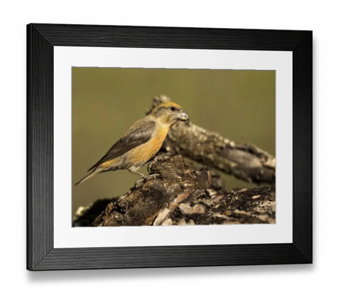 Framed Print : Red Crossbill (Loxia curvirostra) adult male, standing on a branch of tree with lichens. Spain, Europe Framed Print : Red Crossbill (Loxia curvirostra) adult male, standing on a branch of tree with lichens. Spain, Europe