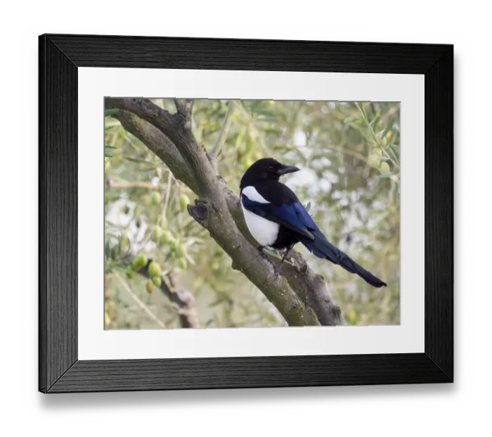 Framed Print : Eurasian Magpie / European Magpie / Common Magpie, standing on a branch. Spain, Europe Framed Print : Eurasian Magpie / European Magpie / Common Magpie, standing on a branch. Spain, Europe