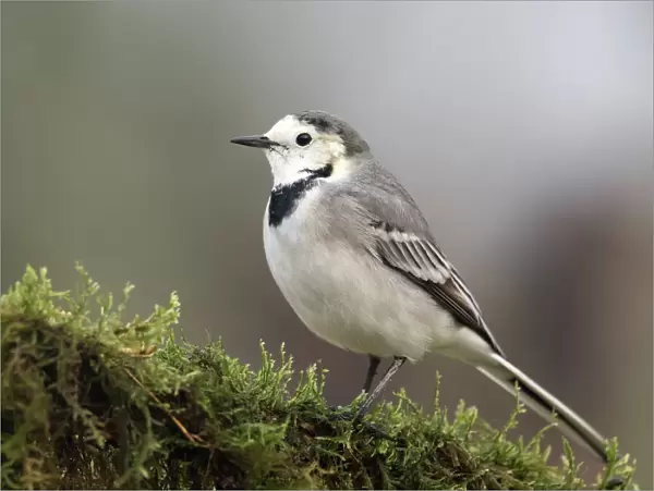 White wagtail (Motacilla alba), standing on a branch of tree. Spain, Europe