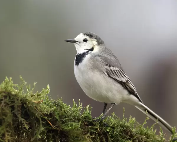 White wagtail (Motacilla alba), standing on a branch of tree. Spain, Europe