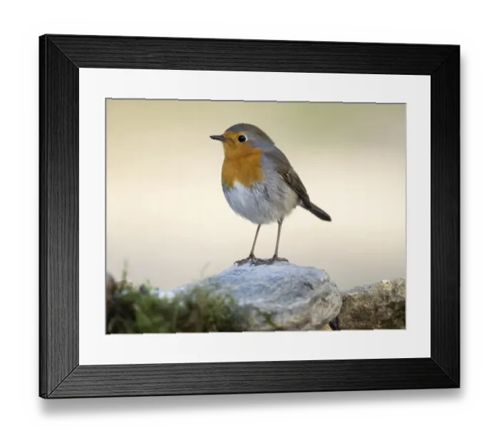 Framed Print : Close-Up Of Robin (Erithacus rubecula), standing on a stone. Spain, Europe Framed Print : Close-Up Of Robin (Erithacus rubecula), standing on a stone. Spain, Europe