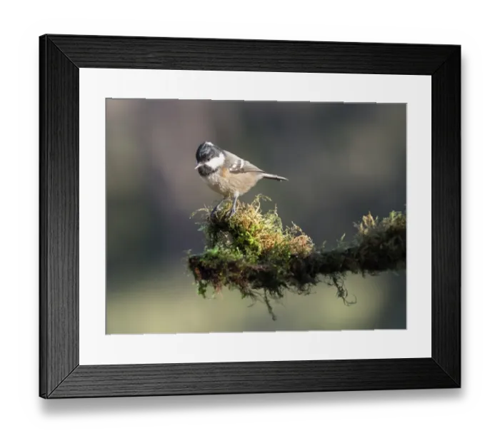 Framed Print : Coal Tit (Periparus ater), adult, standing on a branch of tree with lichens. Spain, Europe Framed Print : Coal Tit (Periparus ater), adult, standing on a branch of tree with lichens. Spain, Europe