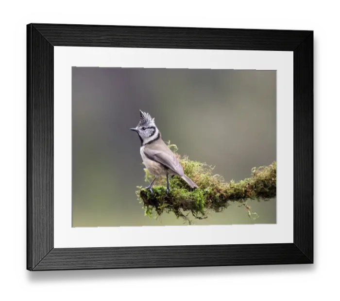 Framed Print : Crested Tit (Lophophanes cristatus), standing on a branch of tree with lichens. Spain, Europe Framed Print : Crested Tit (Lophophanes cristatus), standing on a branch of tree with lichens. Spain, Europe