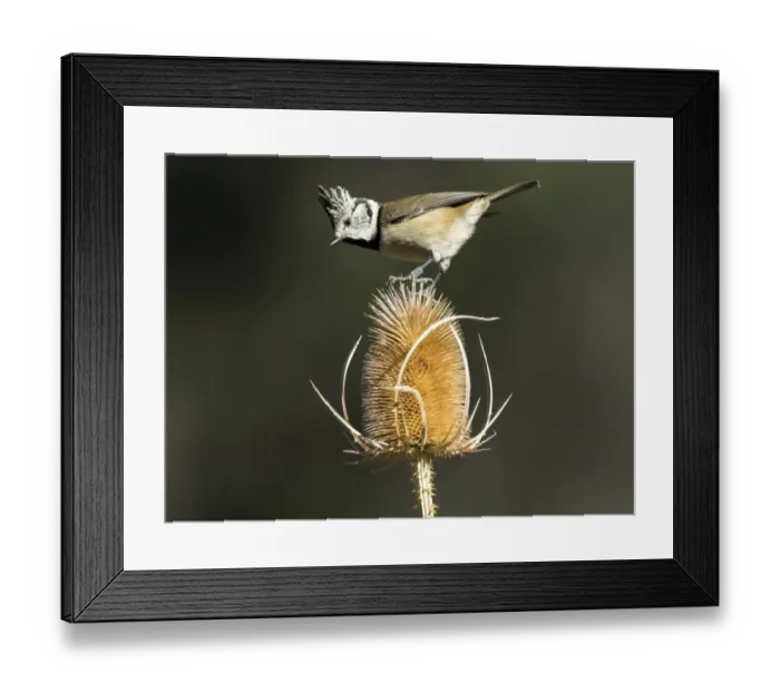 Framed Print : Crested Tit (Lophophanes cristatus), standing on dried thistle on field. Spain, Europe Framed Print : Crested Tit (Lophophanes cristatus), standing on dried thistle on field. Spain, Europe