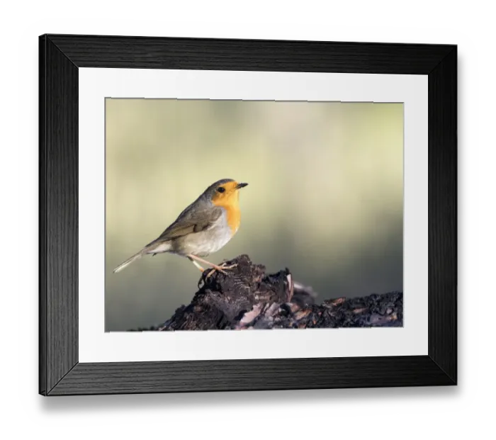Framed Print : Close-Up Of Robin (Erithacus rubecula), standing on a branch of tree. Spain, Europe Framed Print : Close-Up Of Robin (Erithacus rubecula), standing on a branch of tree. Spain, Europe
