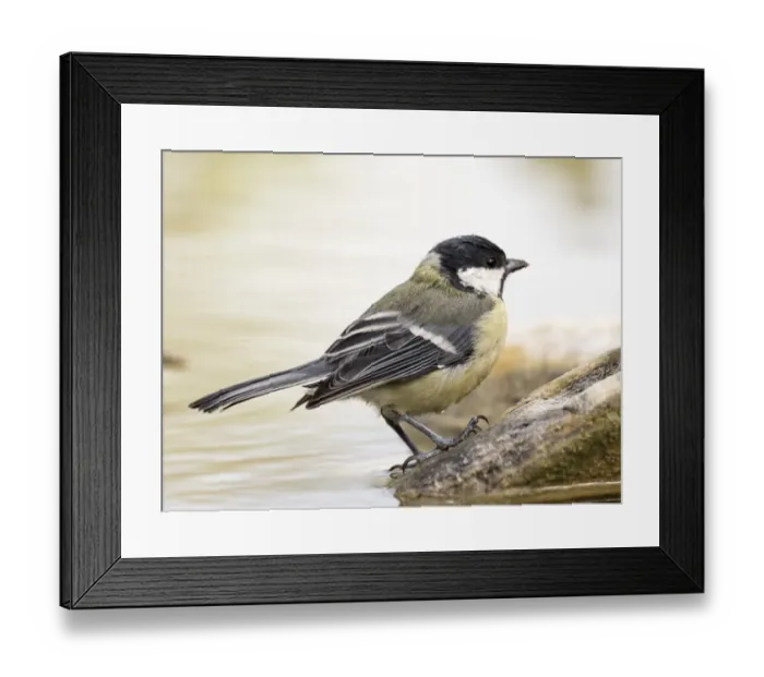 Framed Print : Great Tit (Parus major), adult, standing on a branch of tree with lichens. Spain, Europe Framed Print : Great Tit (Parus major), adult, standing on a branch of tree with lichens. Spain, Europe