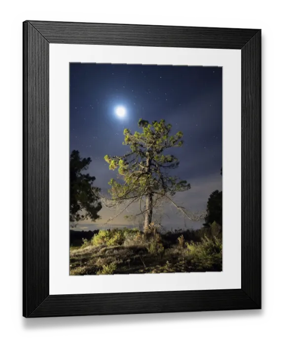 Framed Print : Tree between the stars and the full moon Framed Print : Tree between the stars and the full moon