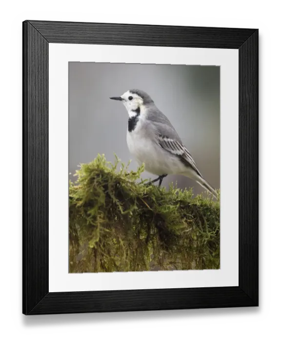Framed Print : White wagtail (Motacilla alba), standing on a branch of tree with lichens. Spain, Europe Framed Print : White wagtail (Motacilla alba), standing on a branch of tree with lichens. Spain, Europe