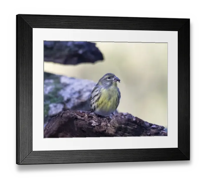 Framed Print : Yellowhammer (Emberiza citrinella), standing on a branch of tree with lichens. Spain, Europe Framed Print : Yellowhammer (Emberiza citrinella), standing on a branch of tree with lichens. Spain, Europe