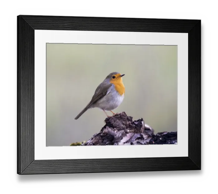 Framed Print : Close-Up Of Robin (Erithacus rubecula), standing on a branch of tree. Spain, Europe Framed Print : Close-Up Of Robin (Erithacus rubecula), standing on a branch of tree. Spain, Europe