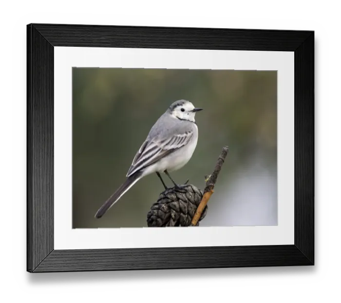 Framed Print : White wagtail (Motacilla alba), standing on a branch of tree. Spain, Europe