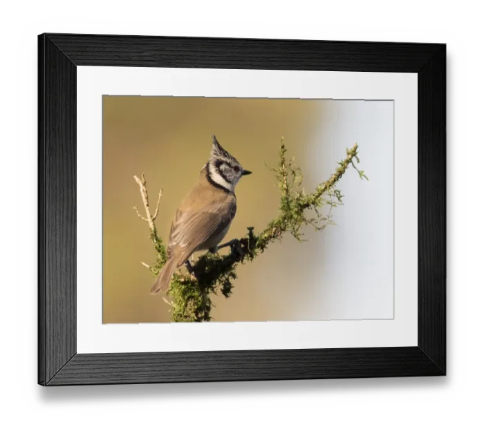 Framed Print : Crested Tit (Lophophanes cristatus), standing on a branch of tree with lichens. Spain, Europe Framed Print : Crested Tit (Lophophanes cristatus), standing on a branch of tree with lichens. Spain, Europe