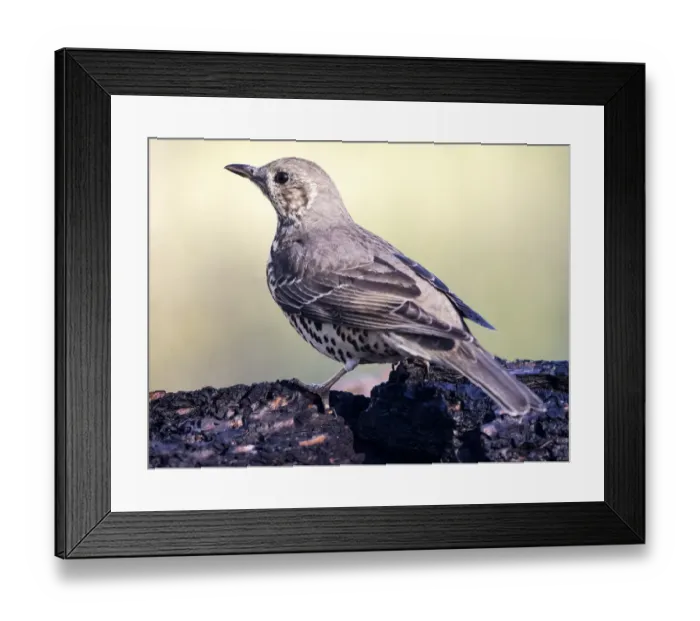 Framed Print : Mistle Thrush (Turdus viscivorus), standing on a branch of tree. Spain, Europe Framed Print : Mistle Thrush (Turdus viscivorus), standing on a branch of tree. Spain, Europe