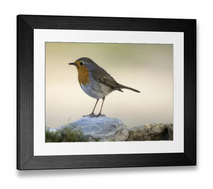 Framed Print : Close-Up Of Robin (Erithacus rubecula), standing on a stone. Spain, Europe Framed Print : Close-Up Of Robin (Erithacus rubecula), standing on a stone. Spain, Europe