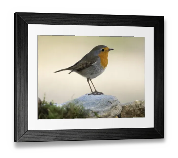 Framed Print : Close-Up Of Robin (Erithacus rubecula), standing on a rock. Spain, Europe Framed Print : Close-Up Of Robin (Erithacus rubecula), standing on a rock. Spain, Europe