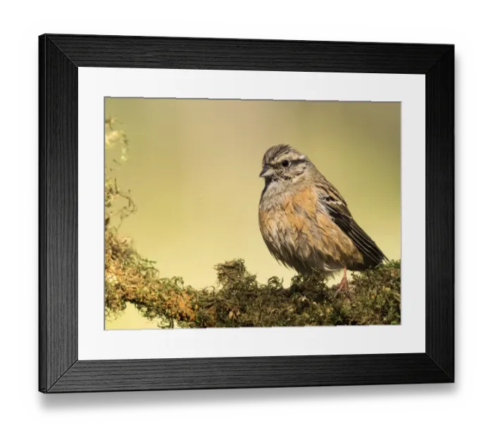 Framed Print : Rock Bunting (Emberiza cia) male, wetted on a branch drying off to the Sun. Spain, Europe Framed Print : Rock Bunting (Emberiza cia) male, wetted on a branch drying off to the Sun. Spain, Europe