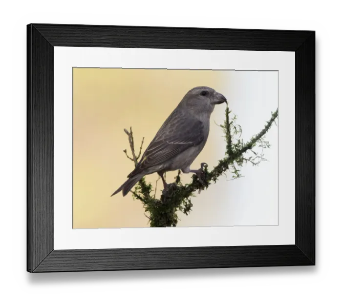 Framed Print : Red Crossbill (Loxia curvirostra) adult famale, standing on a branch of tree with lichens. Spain, Europe Framed Print : Red Crossbill (Loxia curvirostra) adult famale, standing on a branch of tree with lichens. Spain, Europe