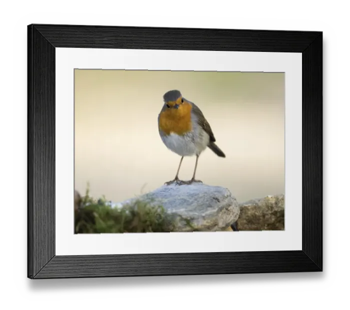 Framed Print : Close-Up Of Robin (Erithacus rubecula), standing on stone. Spain, Europe