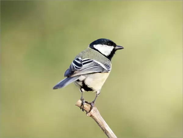 Great Tit, (Parus major, standing on a branch. Spain, Europe