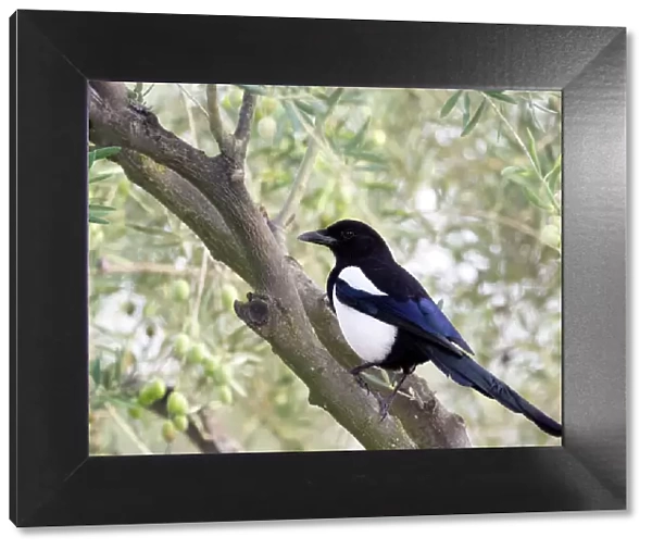 Eurasian Magpie  /  European Magpie  /  Common Magpie, standing on a branch. Spain, Europe
