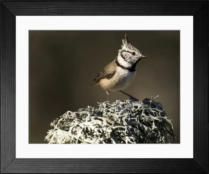 Framed Print : Crested Tit (Lophophanes cristatus), standing on a branch of tree with lichens. Spain, Europe Framed Print : Crested Tit (Lophophanes cristatus), standing on a branch of tree with lichens. Spain, Europe
