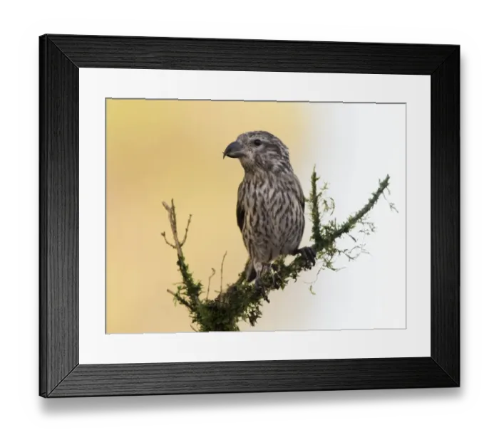 Framed Print : Red Crossbill (Loxia curvirostra) adult famale, standing on a branch of tree with lichens. Spain, Europe Framed Print : Red Crossbill (Loxia curvirostra) adult famale, standing on a branch of tree with lichens. Spain, Europe