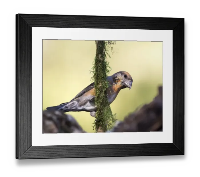Framed Print : Red Crossbill (Loxia curvirostra) adult male, standing on a branch of tree with lichens. Spain, Europe Framed Print : Red Crossbill (Loxia curvirostra) adult male, standing on a branch of tree with lichens. Spain, Europe