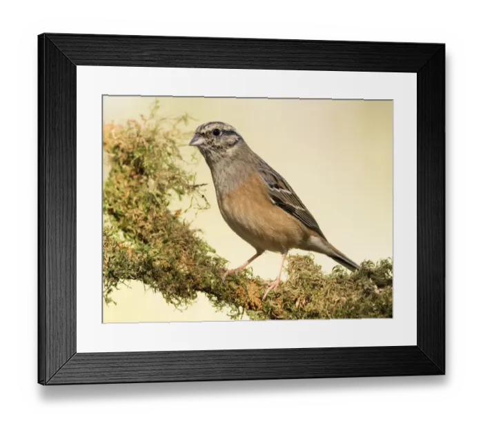 Framed Print : Rock Bunting (Emberiza cia) male, standing on a branch of tree with lichens. Spain, Europe Framed Print : Rock Bunting (Emberiza cia) male, standing on a branch of tree with lichens. Spain, Europe