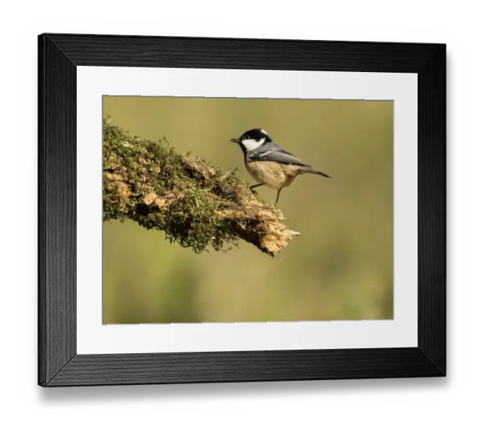Framed Print : Coal Tit (Periparus ater), adult, standing on a branch of tree with lichens. Spain, Europe Framed Print : Coal Tit (Periparus ater), adult, standing on a branch of tree with lichens. Spain, Europe
