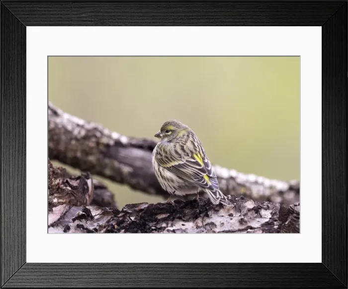 Framed Print : Yellowhammer (Emberiza citrinella), standing on a branch of tree with lichens. Spain, Europe Framed Print : Yellowhammer (Emberiza citrinella), standing on a branch of tree with lichens. Spain, Europe