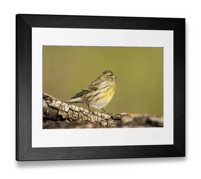 Framed Print : Yellowhammer (Emberiza citrinella), standing on a branch of tree with lichens. Spain, Europe Framed Print : Yellowhammer (Emberiza citrinella), standing on a branch of tree with lichens. Spain, Europe