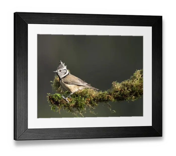Framed Print : Crested Tit (Lophophanes cristatus), standing on a branch of tree with lichens. Spain, Europe Framed Print : Crested Tit (Lophophanes cristatus), standing on a branch of tree with lichens. Spain, Europe