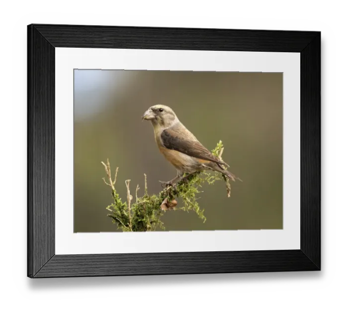 Framed Print : Red Crossbill (Loxia curvirostra) adult male, standing on a branch of tree with lichens. Spain, Europe Framed Print : Red Crossbill (Loxia curvirostra) adult male, standing on a branch of tree with lichens. Spain, Europe