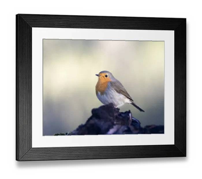 Framed Print : Close-Up Of Robin (Erithacus rubecula), standing on a branch of tree. Spain, Europe Framed Print : Close-Up Of Robin (Erithacus rubecula), standing on a branch of tree. Spain, Europe