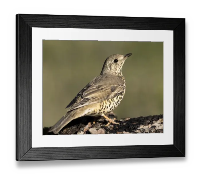 Framed Print : Mistle Thrush (Turdus viscivorus), standing on a branch of tree. Spain, Europe Framed Print : Mistle Thrush (Turdus viscivorus), standing on a branch of tree. Spain, Europe