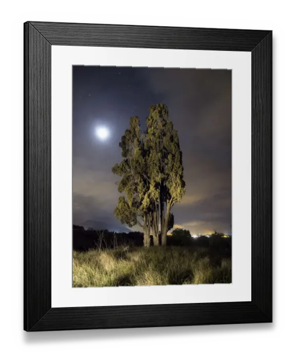 Framed Print : Solitary cypress illuminated by the moonlight Framed Print : Solitary cypress illuminated by the moonlight