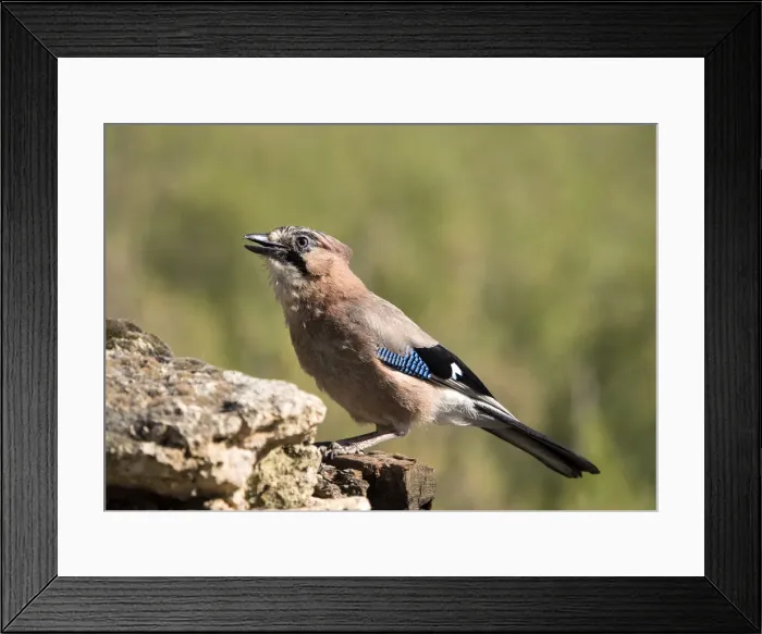 Framed Print : Eurasian Jay (Garrulus glandarius), perched on a rock. Spain Framed Print : Eurasian Jay (Garrulus glandarius), perched on a rock. Spain