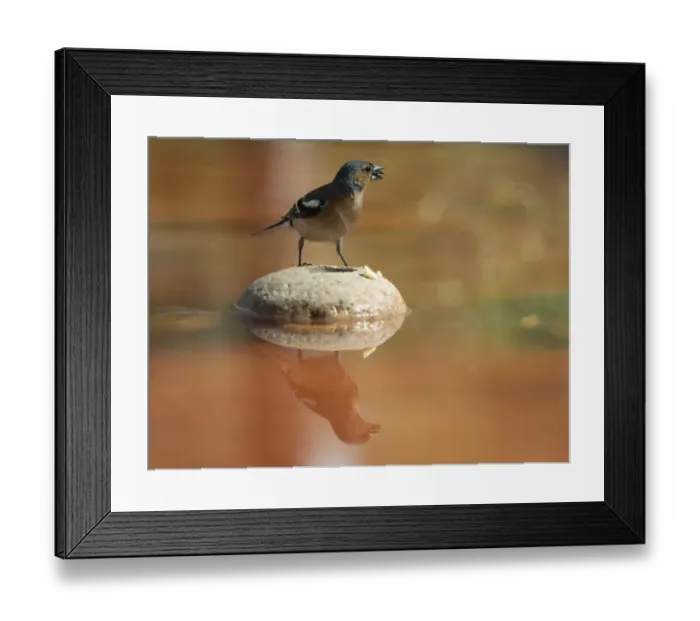 Framed Print : European Chaffinch, male Chaffinch bird species, (Fringilla coelebs ), Spain. On a stone reflected in water Framed Print : European Chaffinch, male Chaffinch bird species, (Fringilla coelebs ), Spain. On a stone reflected in water