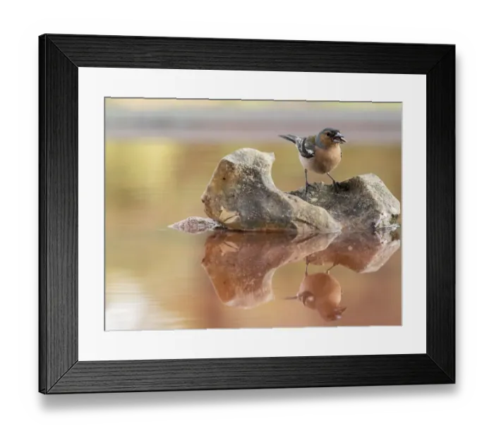 Framed Print : European Chaffinch, male Chaffinch bird species, (Fringilla coelebs ), Spain. On a stone reflected in water Framed Print : European Chaffinch, male Chaffinch bird species, (Fringilla coelebs ), Spain. On a stone reflected in water