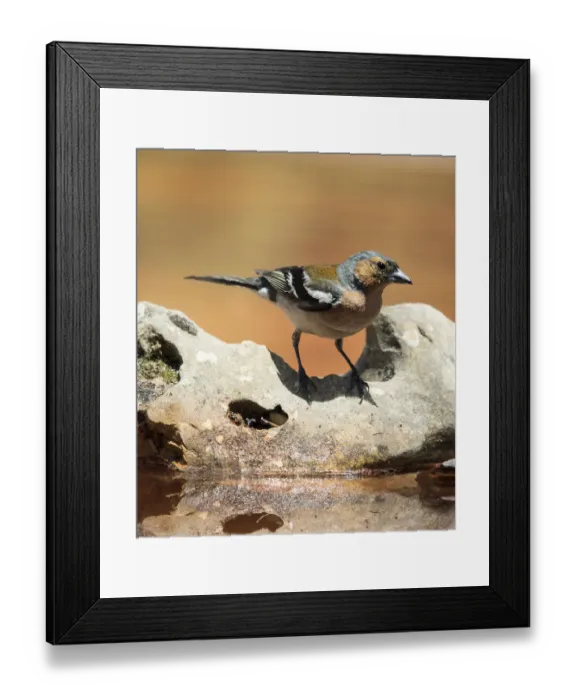Framed Print : Male Chaffinch bird species, (Fringilla coelebs ), perched on a rock drinking Framed Print : Male Chaffinch bird species, (Fringilla coelebs ), perched on a rock drinking