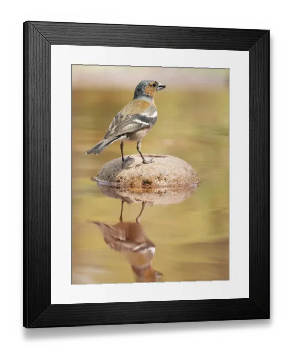 Framed Print : European Chaffinch male, Chaffinch bird species, (Fringilla coelebs ), Spain. On a stone reflected in water