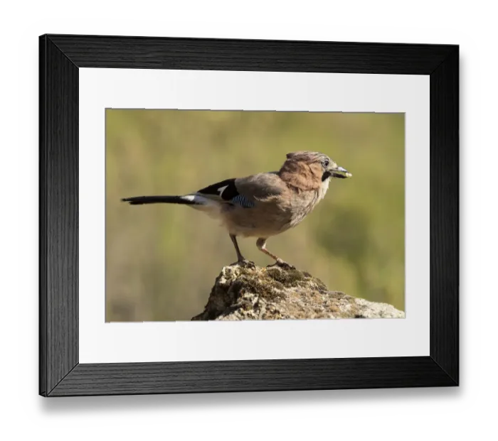 Framed Print : Eurasian Jay (Garrulus glandarius), perched on a rock. Spain Framed Print : Eurasian Jay (Garrulus glandarius), perched on a rock. Spain
