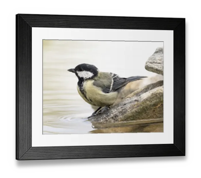Framed Print : Close-Up Of Great Tit, (Parus major), bathing inside a water puddle Framed Print : Close-Up Of Great Tit, (Parus major), bathing inside a water puddle