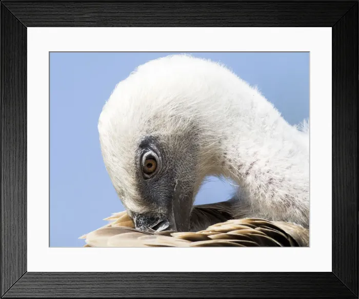 Framed Print : Griffon Vulture, portrait scratching his feathers with its beak. Pyrenees, France Framed Print : Griffon Vulture, portrait scratching his feathers with its beak. Pyrenees, France