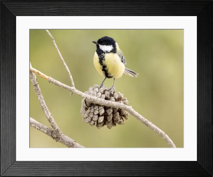 Framed Print : Great Tit (Parus major), Species (Paridae), Put on a branch of pine. Spain, Europe