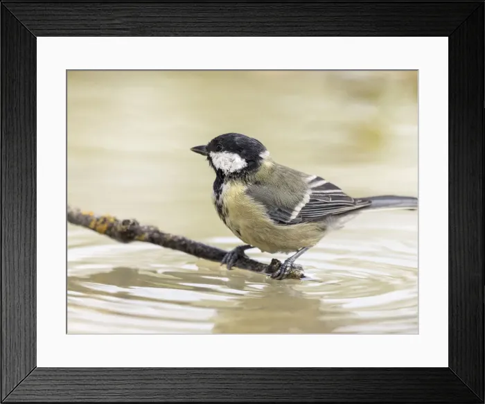 Framed Print : Close-Up Of Great Tit, (Parus major), Species (Paridae), on a branch in the water Framed Print : Close-Up Of Great Tit, (Parus major), Species (Paridae), on a branch in the water